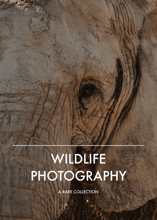 Wildlife Photography