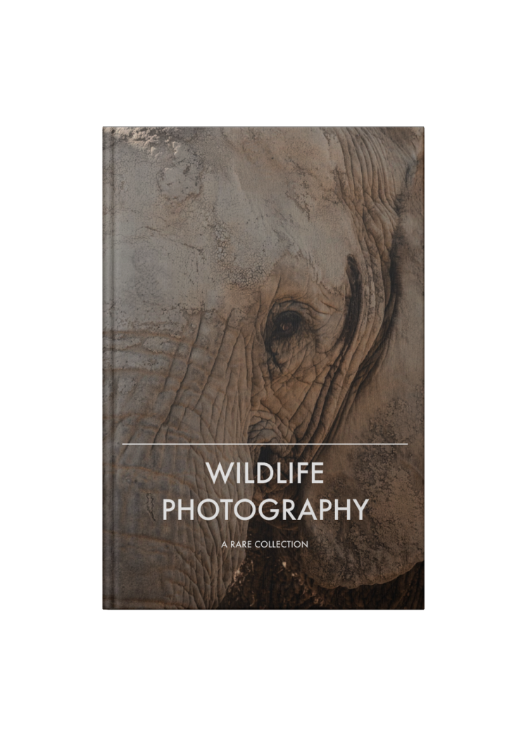 Wildlife Photography