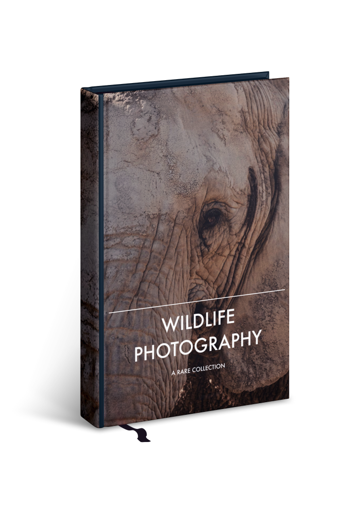 Wildlife Photography
